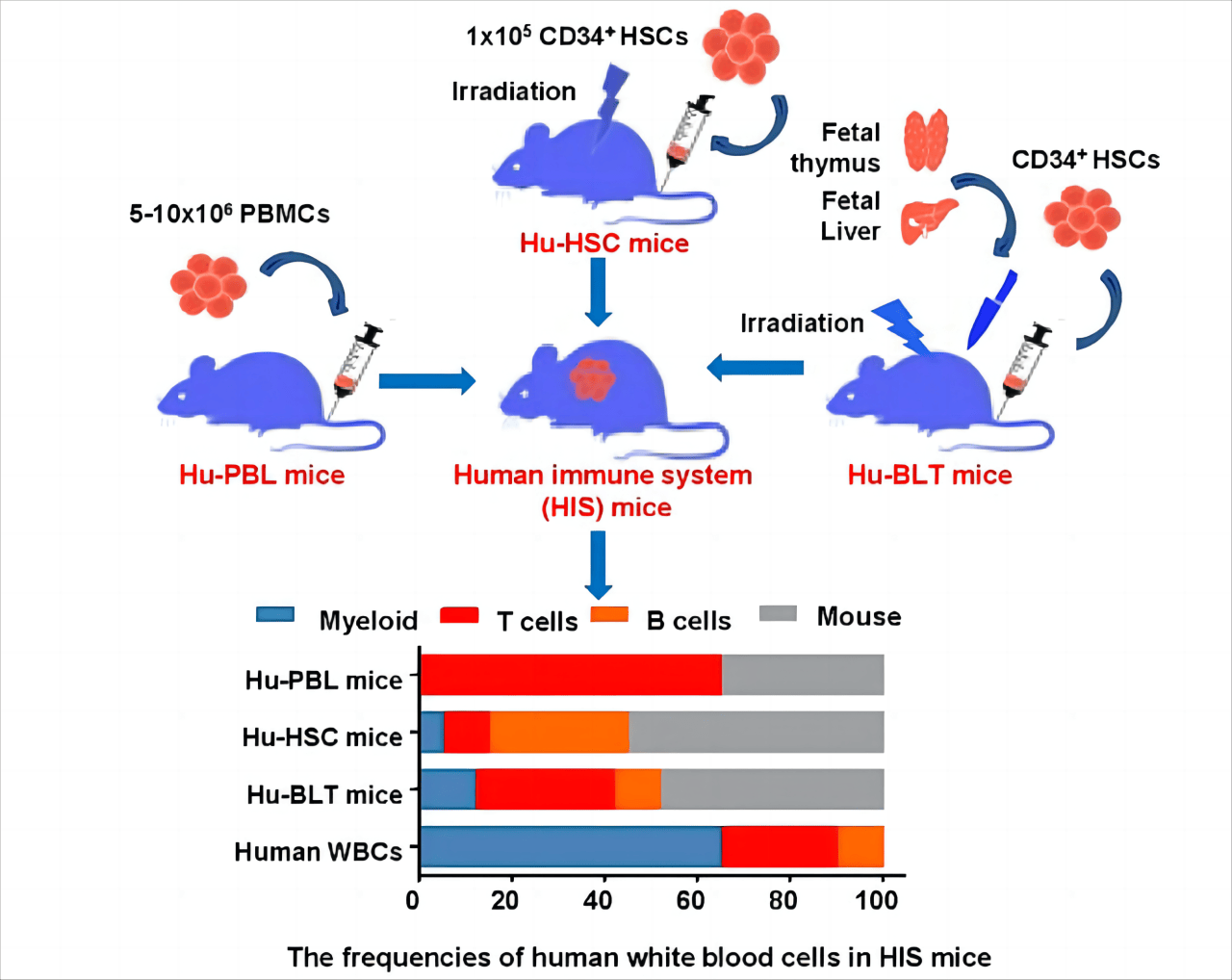 新品上架丨C-NKG-hIL15小鼠&amp;huHSC-C-NKG-hIL15小鼠