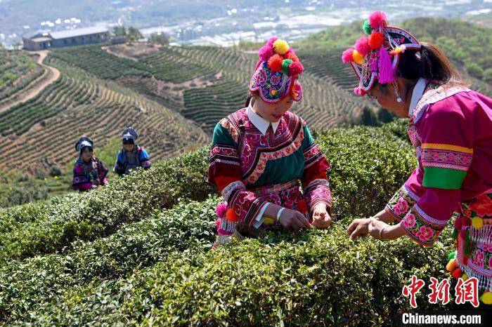 千年云茶展新韵：以新茶饮会世界友