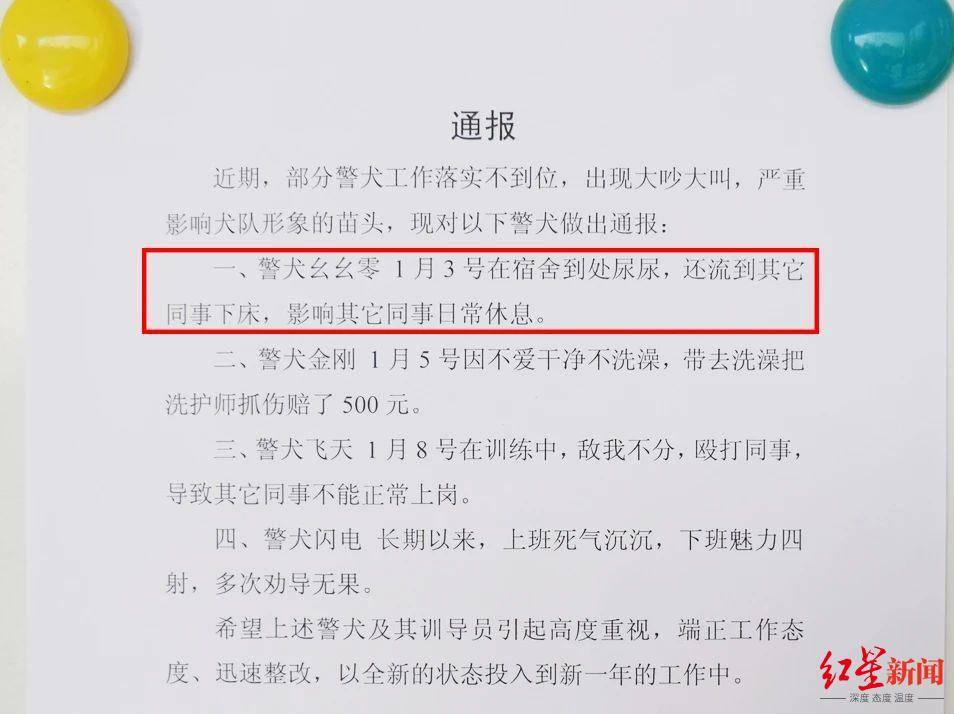 “上班死气沉沉，下班魅力四射”云南楚雄4只警犬被通报引热议，当地也曾通报表扬一批警犬