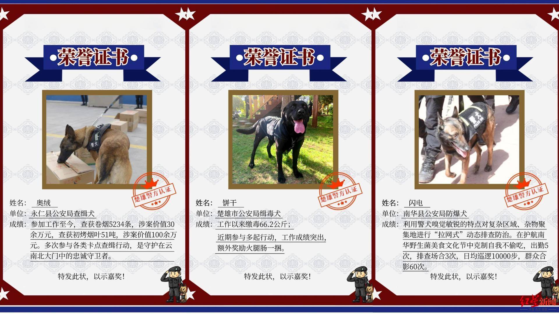 “上班死气沉沉，下班魅力四射”云南楚雄4只警犬被通报引热议，当地也曾通报表扬一批警犬